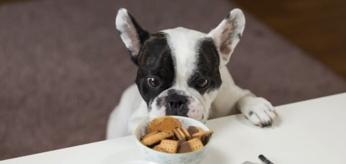 cute dog looking at a food bowl