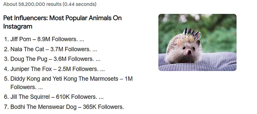 Pet influencers search results